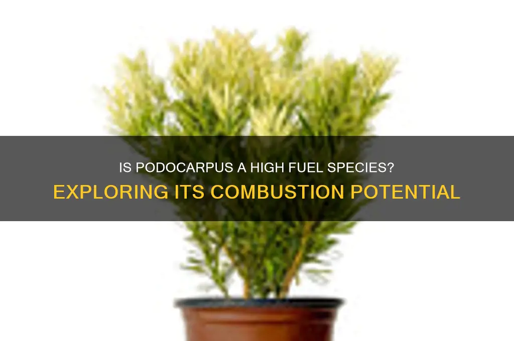 is podocarpus high fuel species