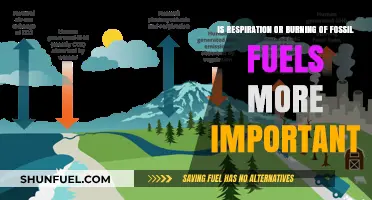 Respiration vs. Fossil Fuels: Which Impacts Our Climate More?