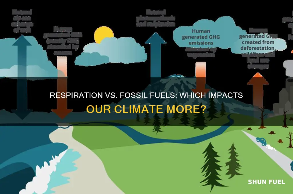 is respiration or burning of fossil fuels more important
