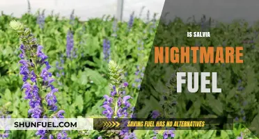 Salvia's Dark Side: Unveiling the Terrifying Truth Behind the High