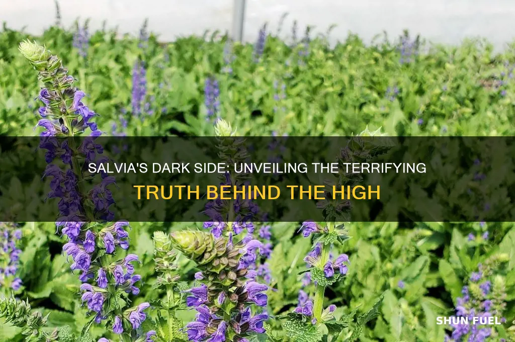 is salvia nightmare fuel