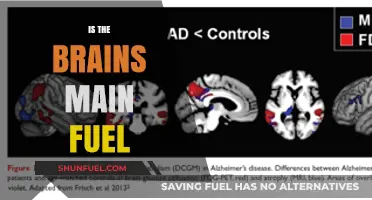 The Brain's Primary Fuel: Unlocking Cognitive Energy Secrets