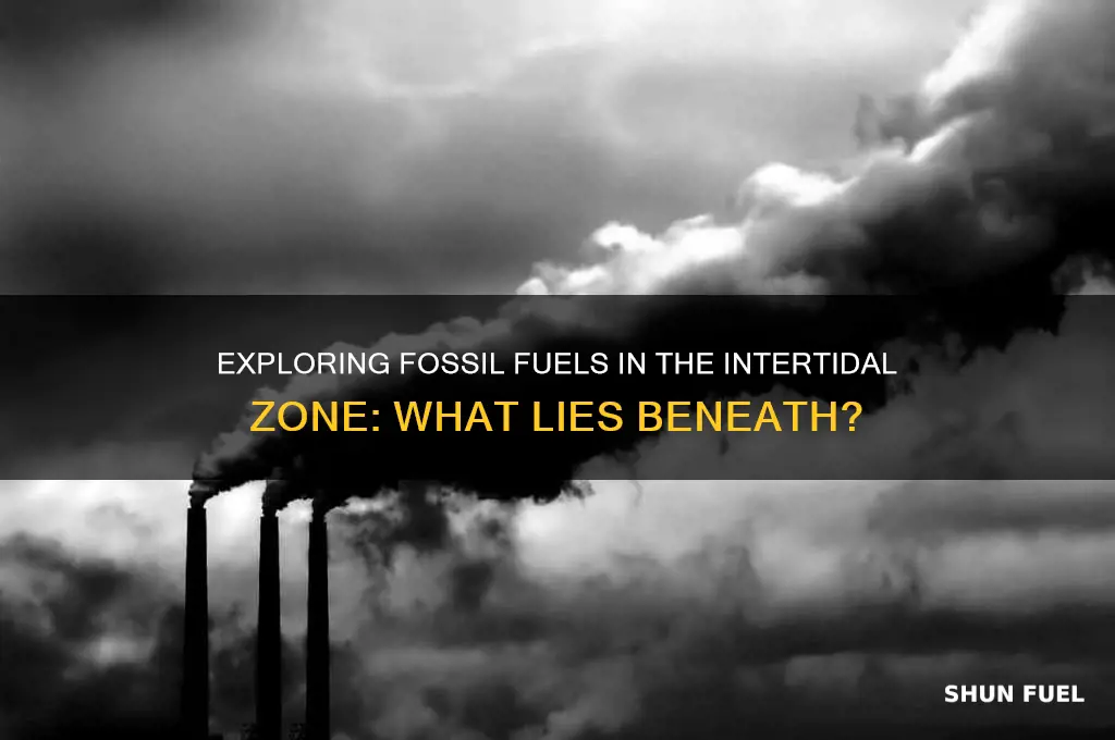 is there any fossil fuels in the intertidal zone