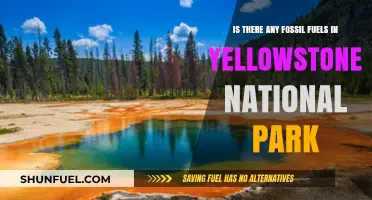 Yellowstone's Hidden Depths: Fossil Fuels Beneath the Park's Surface?