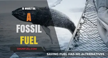 Is Whale Oil a Fossil Fuel? Unraveling the Energy Source Debate