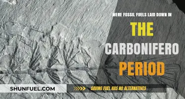 How the Carboniferous Period Fueled Our World