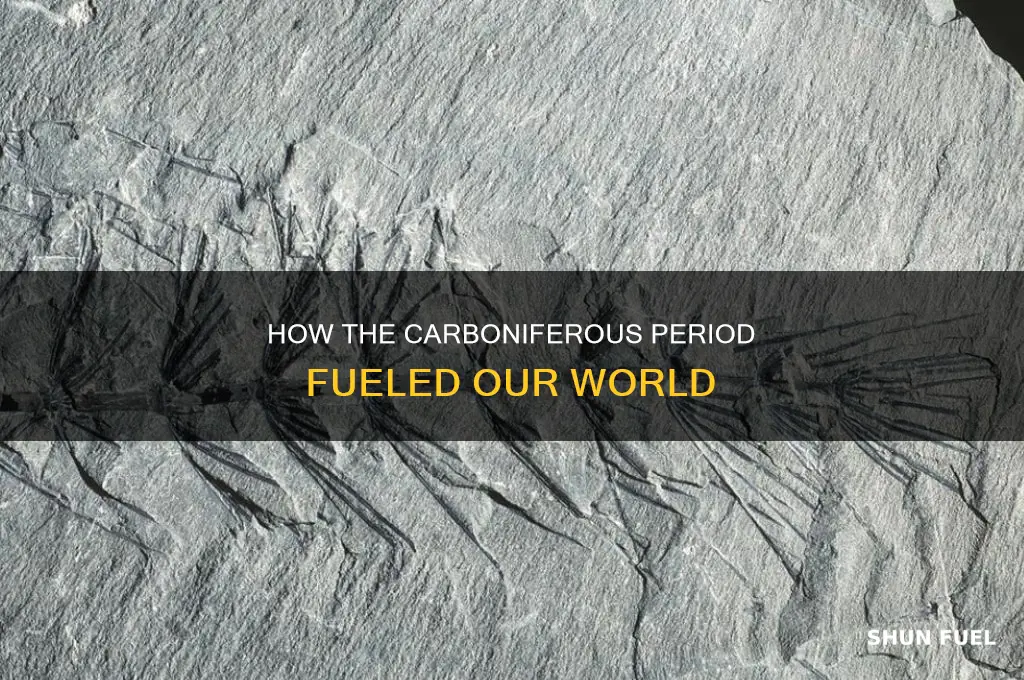 were fossil fuels laid down in the carboniferous period