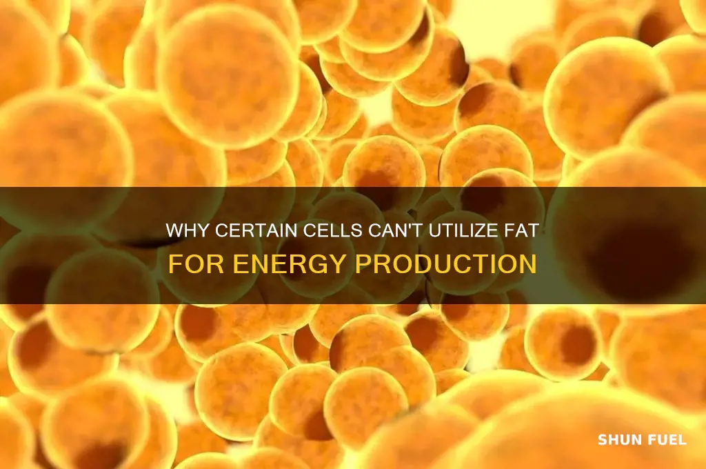 what 2 cells cannot use fat as fuel