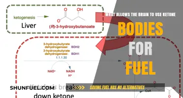 Unlocking Brain Fuel: How Ketone Bodies Power Cognitive Function