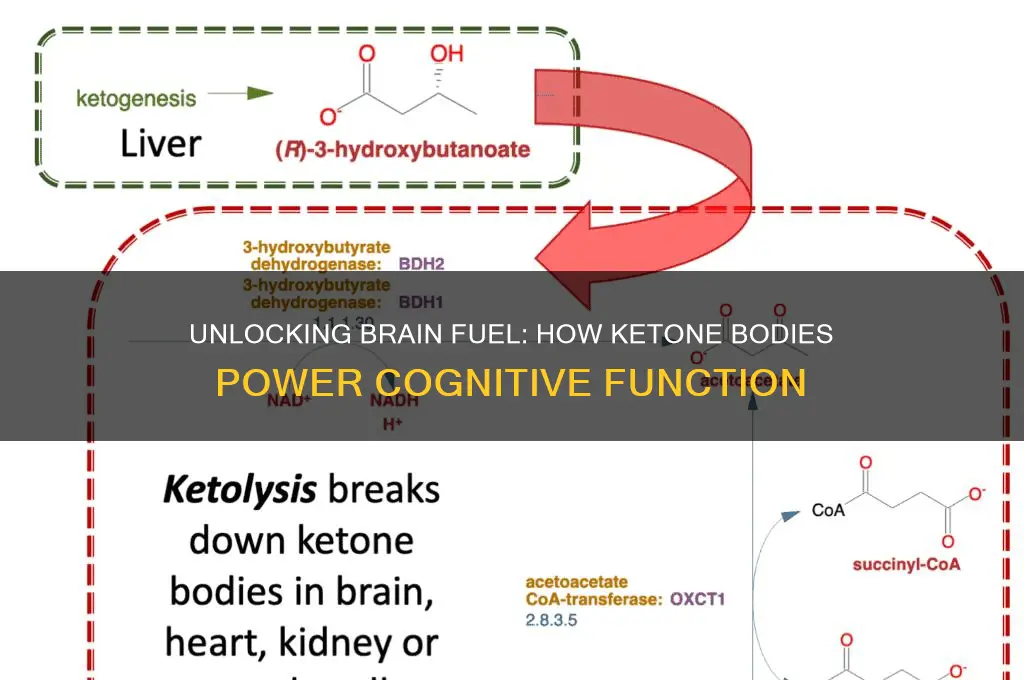 what allows the brain to use ketone bodies for fuel