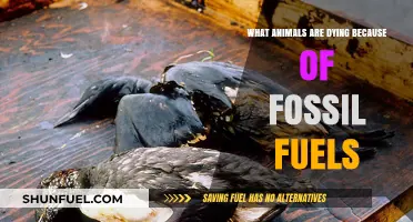Animals Perishing from Fossil Fuel Pollution