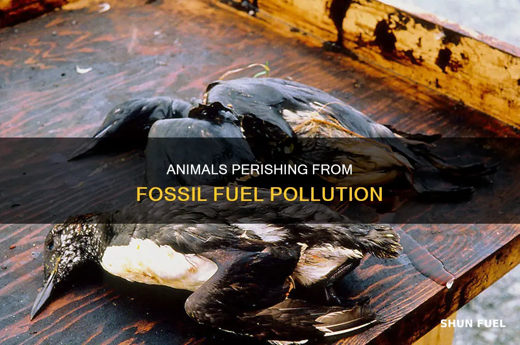 what animals are dying because of fossil fuels