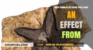 Animals Suffering From Fossil Fuel Effects