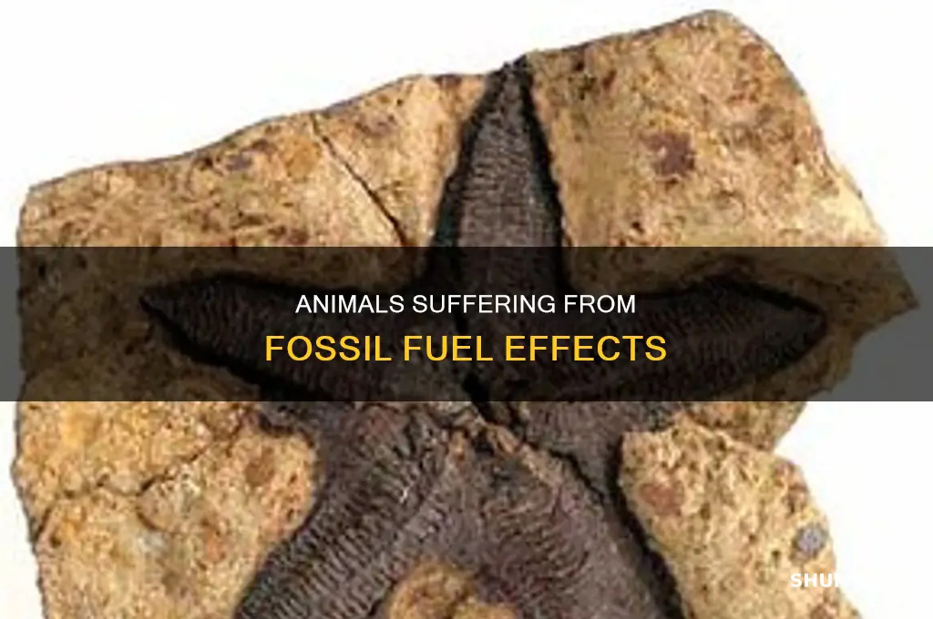 what animlas do fossil fuels have an effect from