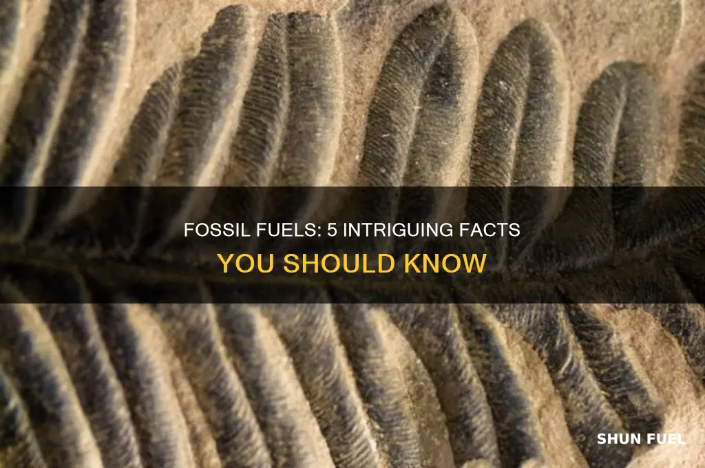 what are 5 facts about fossil fuels
