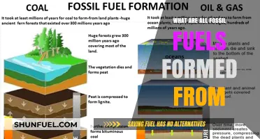 How Fossil Fuels Were Created