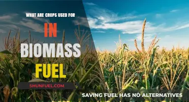 Crops in Biomass Fuel: Uses, Benefits, and Sustainable Energy Solutions