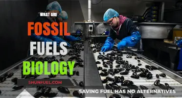 Fossil Fuels: Biology's Ancient Energy Source