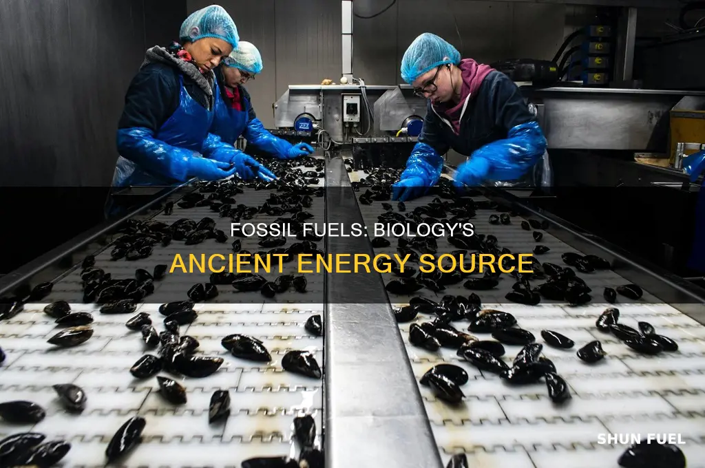 what are fossil fuels biology