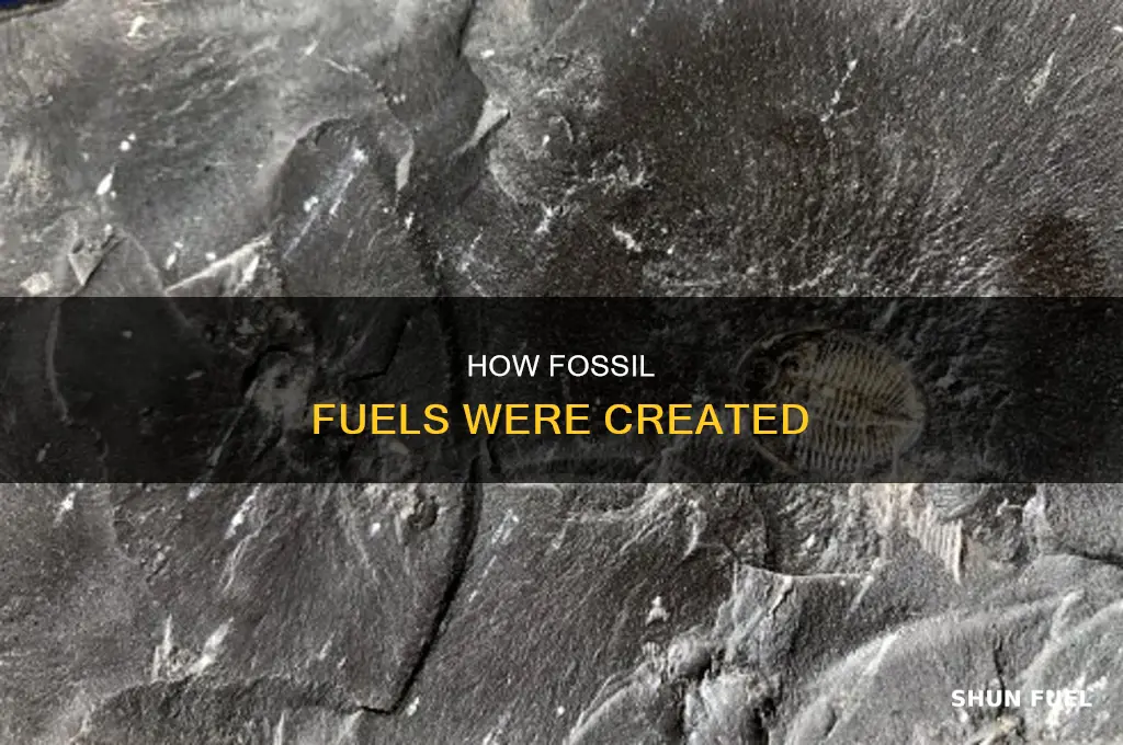 what are fossil fuels created from
