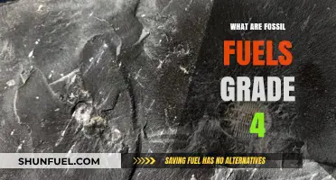 How Fossil Fuels Work: Energy from the Past