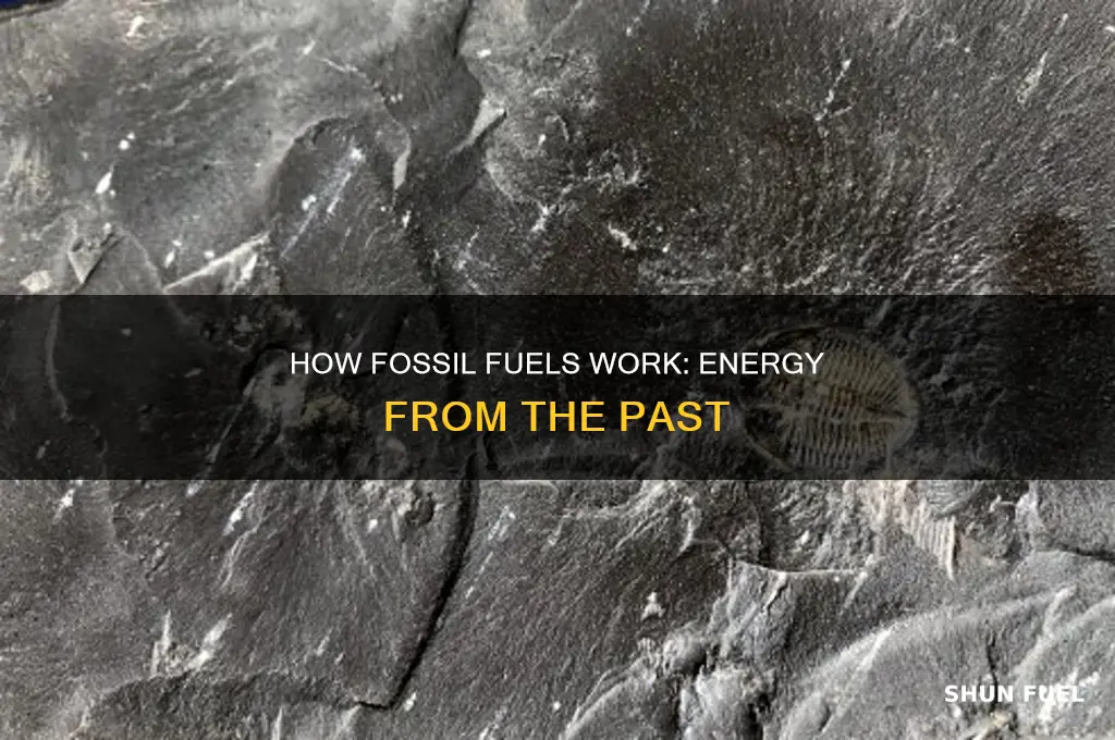 what are fossil fuels grade 4