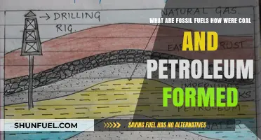 Fossil Fuels: Coal and Petroleum Formation Explained