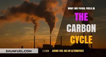 Fossil Fuels: Carbon Cycle's Dark Side