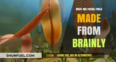 Fossil Fuels: Ancient Organisms Transformed