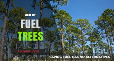 Discover Fuel Trees: Nature's Renewable Energy Source Explained