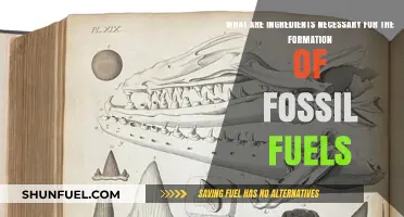 Key Ingredients Behind Fossil Fuel Formation