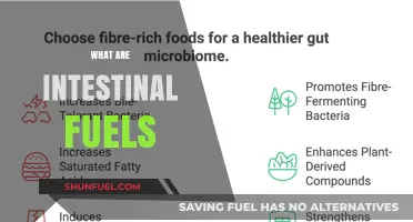 Understanding Intestinal Fuels: Essential Nutrients Powering Gut Health and Function