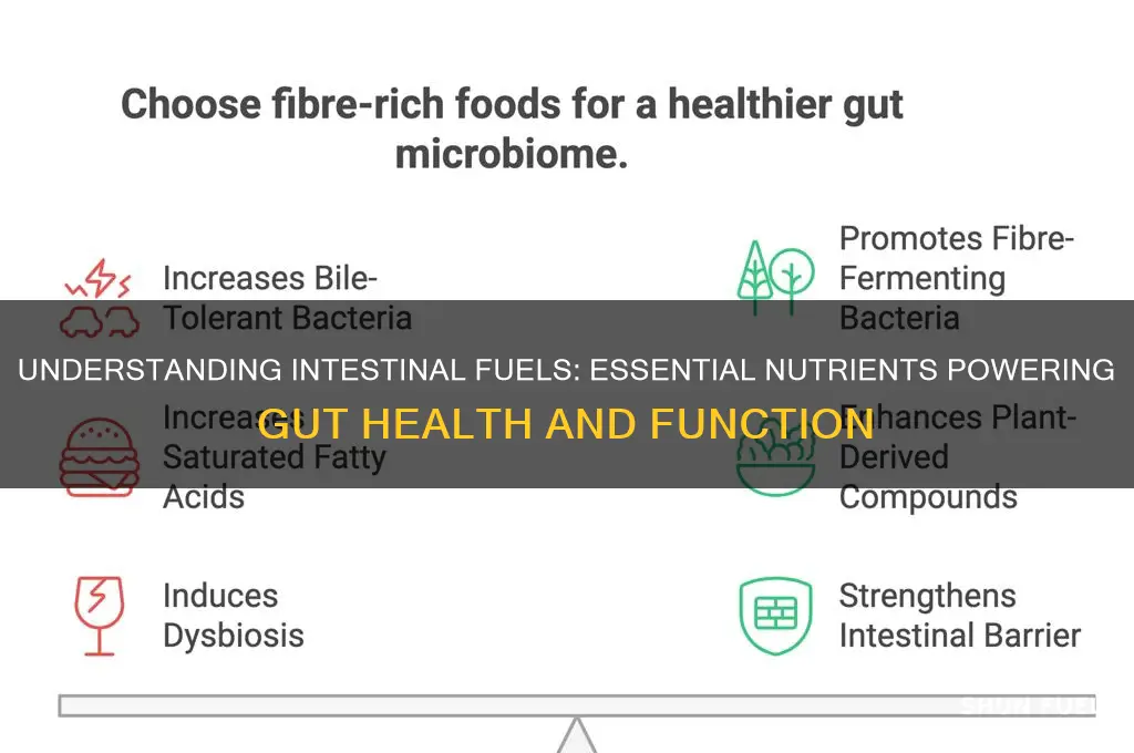 what are intestinal fuels