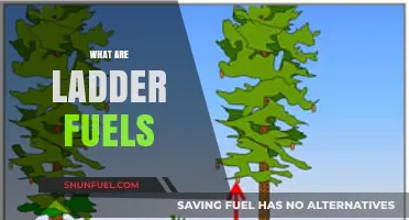 Understanding Ladder Fuels: Wildfire Risks and Prevention Strategies Explained