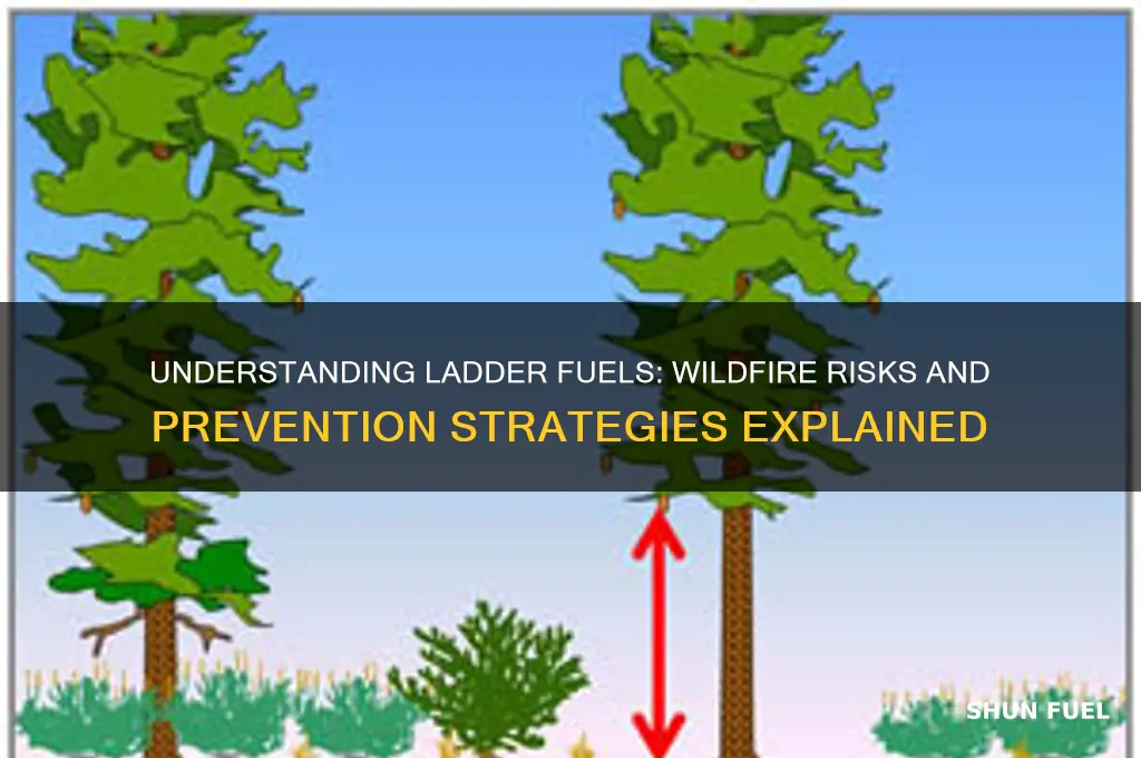 what are ladder fuels