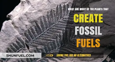 Plants that Became Fossil Fuels