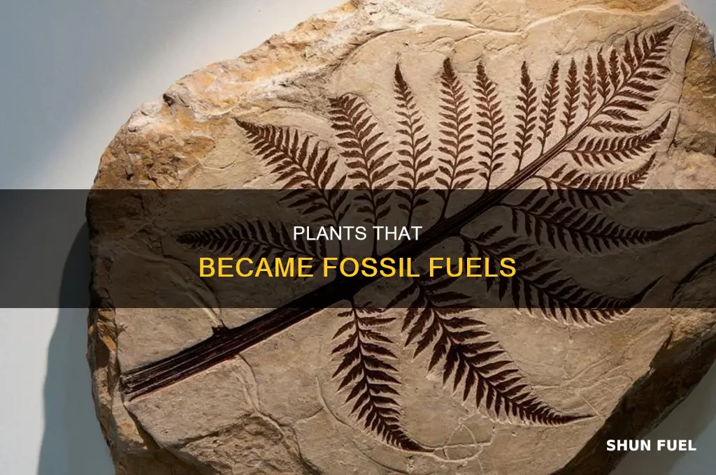 what are most of the plants that create fossil fuels