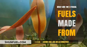 Fossil Fuels: Ancient Organisms Transformed