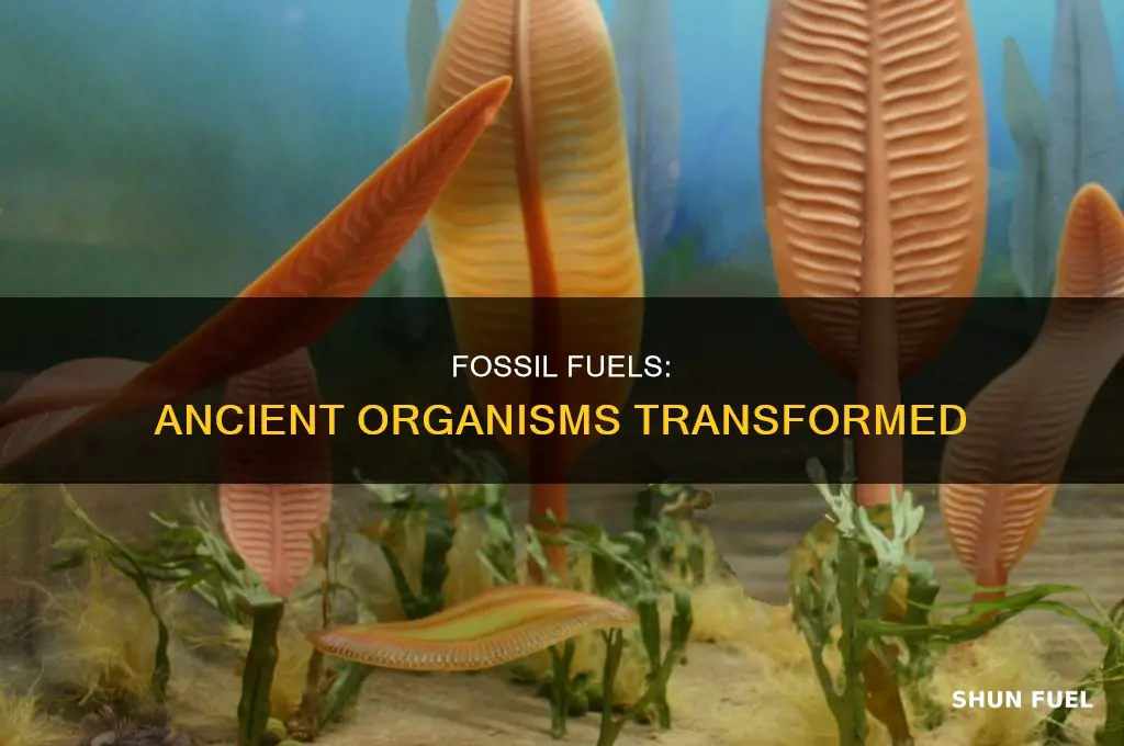 what are the 3 fossil fuels made from