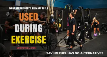 Body's Primary Fuels: Unlocking Energy Sources During Exercise