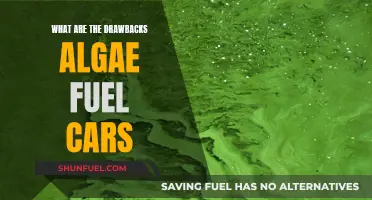 Algae Fuel Cars: More Harm Than Good?
