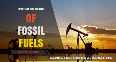 The Ancient Origins of Fossil Fuels