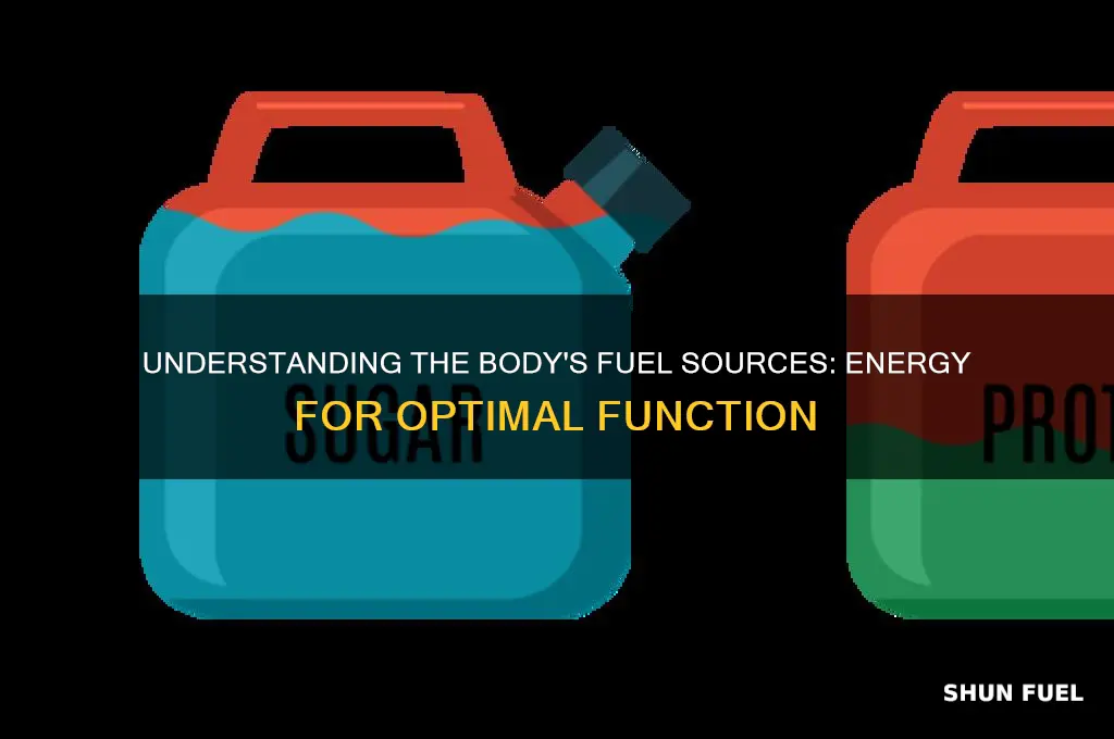 what are the sources of fuel the body uses