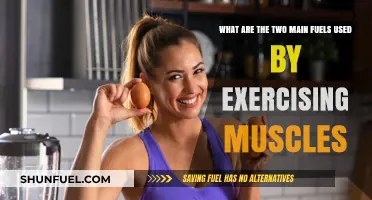 Muscle Power: Unveiling the Primary Fuels for Exercise Performance