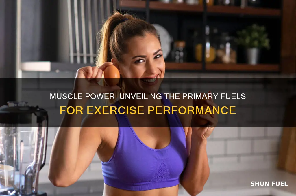 what are the two main fuels used by exercising muscles
