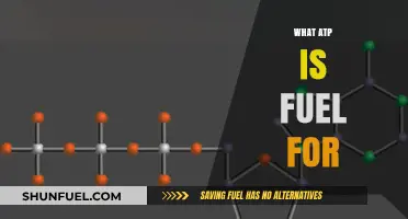 ATP: The Ultimate Energy Currency Fueling Life's Vital Processes