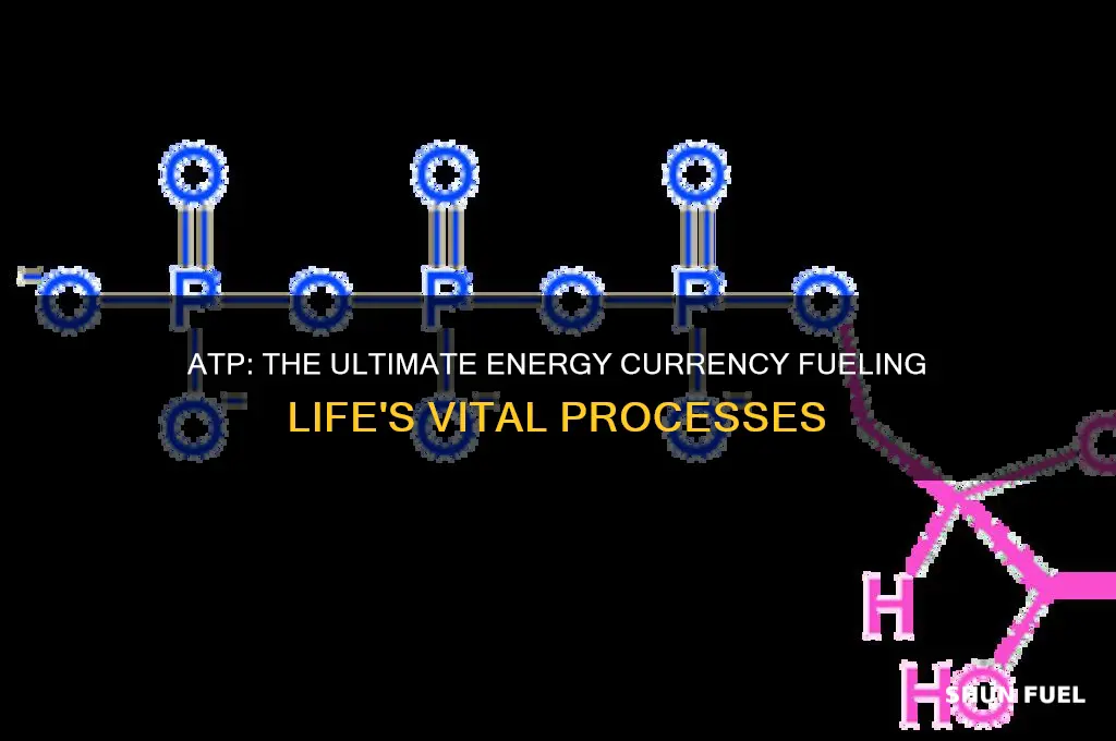 what atp is fuel for