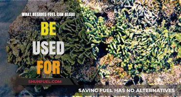 Beyond Fuel: Surprising Uses of Algae in Everyday Life