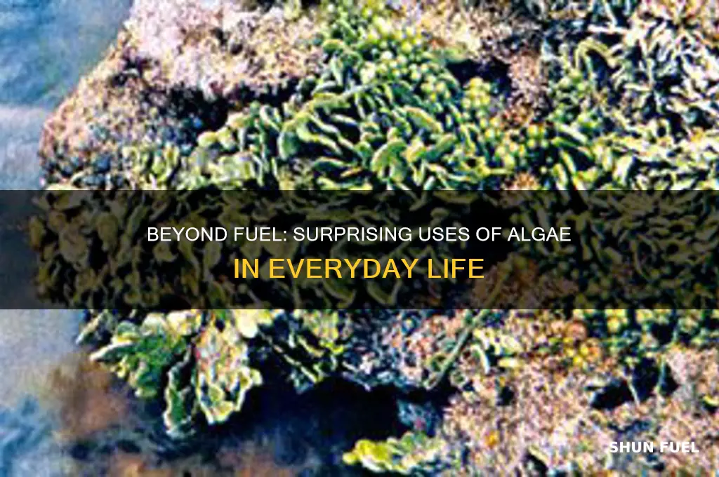 what besides fuel can algae be used for