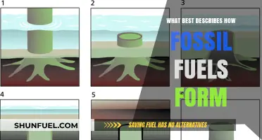 The Evolution of Fossil Fuels: A Historical Perspective